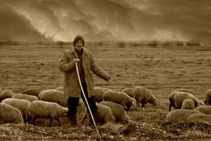 Cioban pe câmp cu oi