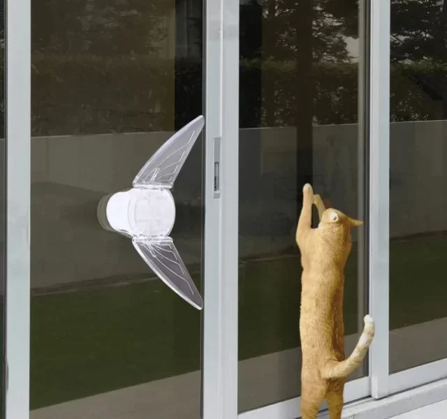 pisica cățărată pe ușă