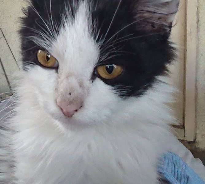 Pisicul Alb-Negru