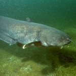 Silurus_glanis autor foto Dieter Florian 