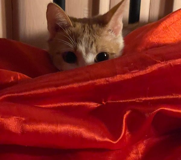 Pitulușul cu Oranjadă