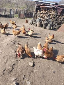 Găini în curte țărănească